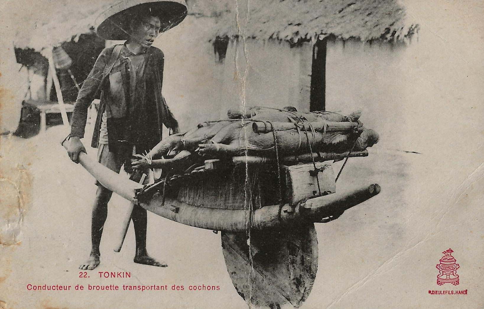 Transport de cochons sur brouette � Hano�