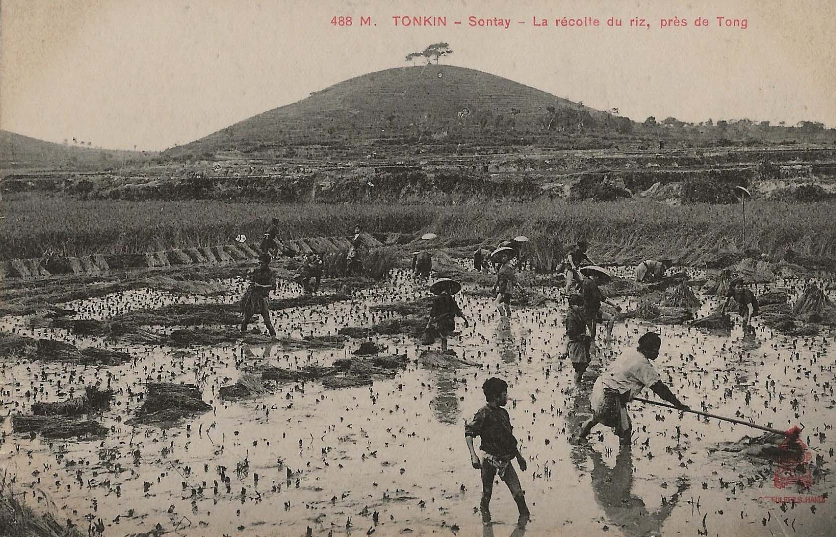 Rizi�re au Tonkin vers 1900